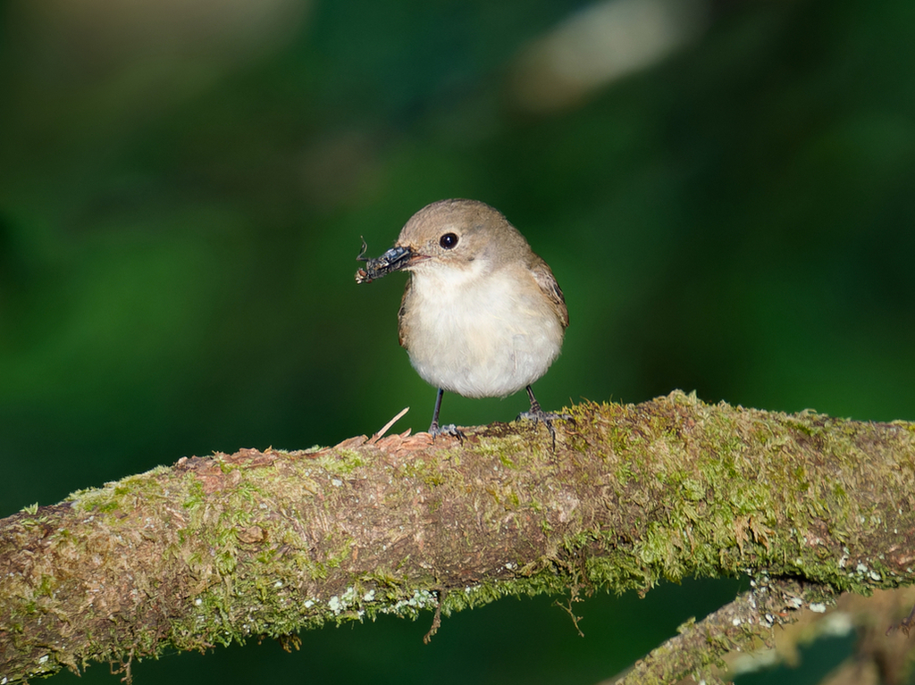 Pied Flycatcher